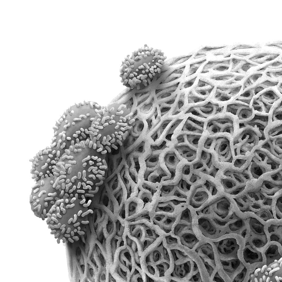 Black and white close-up of a detailed cellular structure, showcasing intricate patterns and textures resembling a network of fibers and small biological forms.