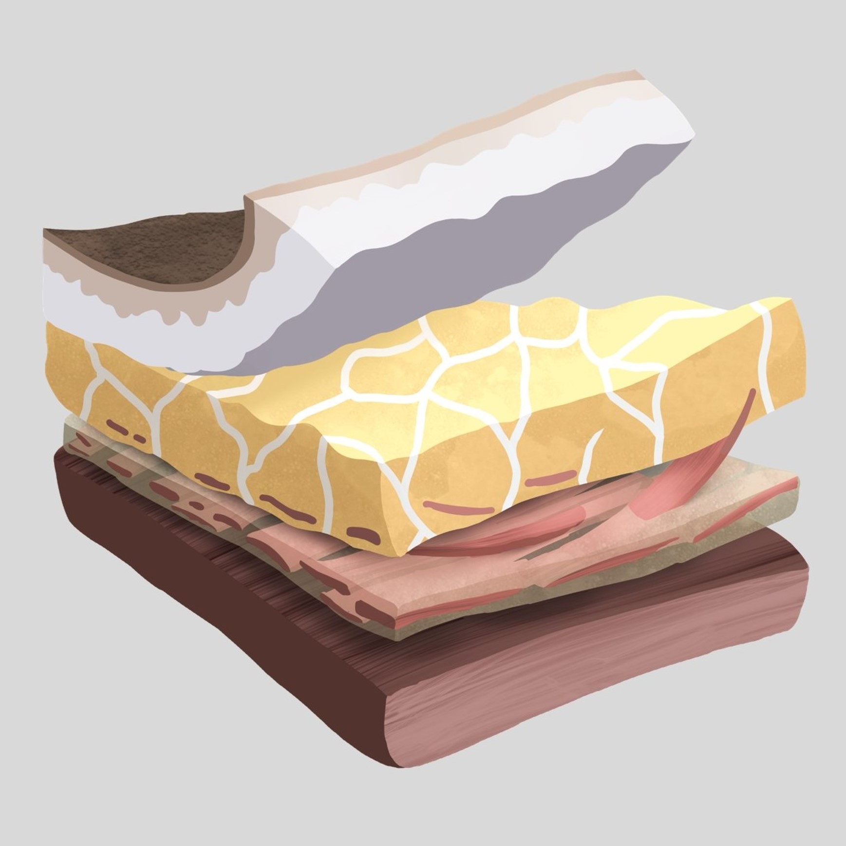 An illustration depicting a cross-section of different layers of tissue, showcasing their textures and colors in a stylized manner.
