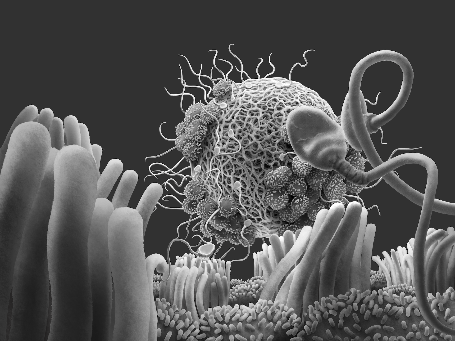 Visualizing Fertilization Through Mesoscale Models